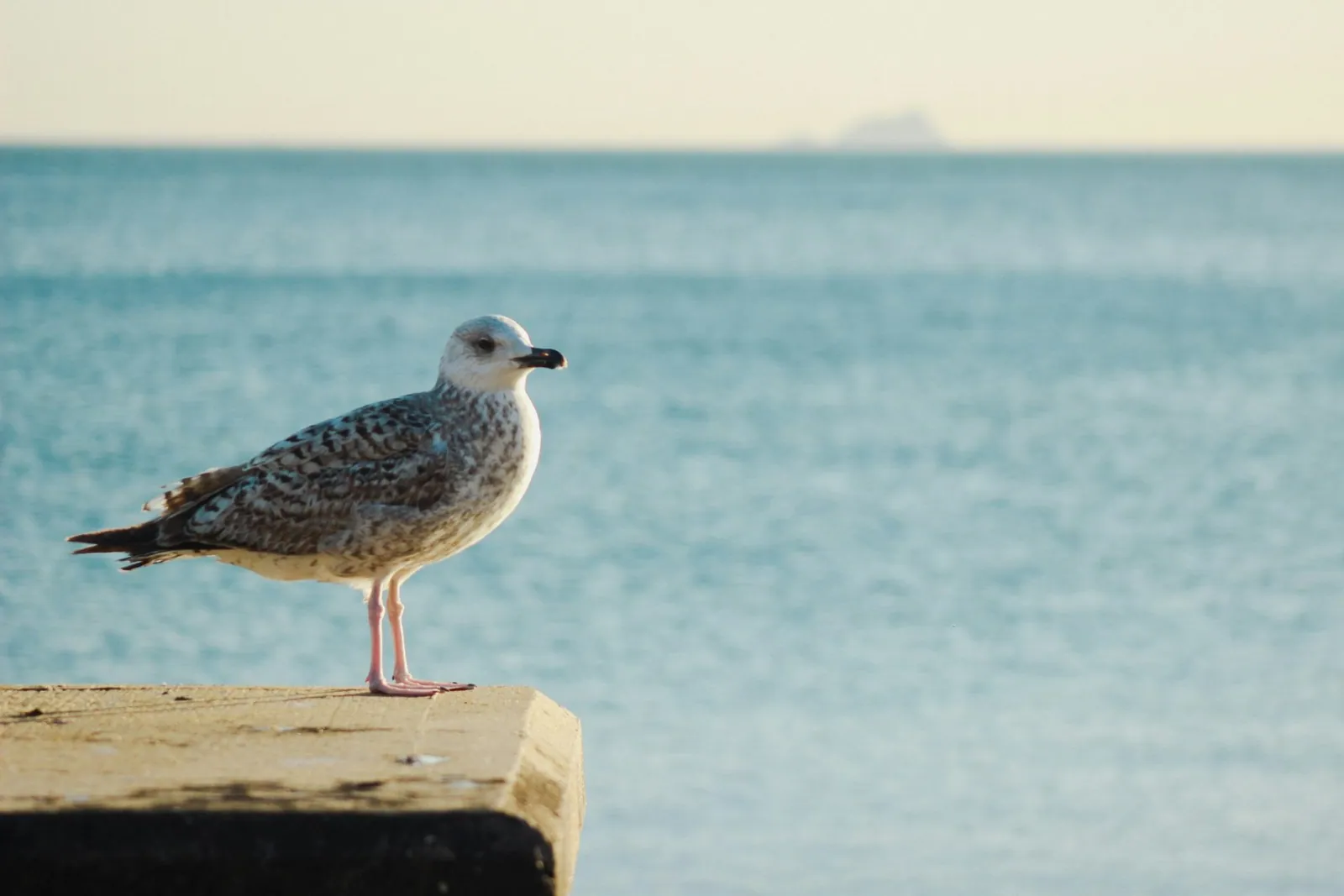 Die besten Reiseziele für Vogelbeobachtung
