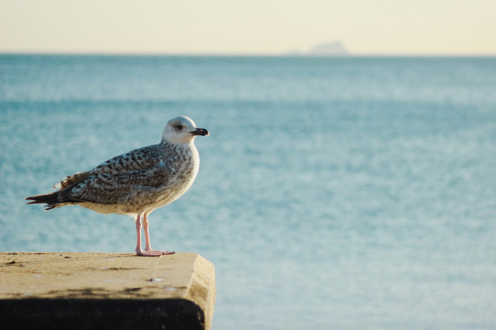 Die besten Reiseziele für Vogelbeobachtung