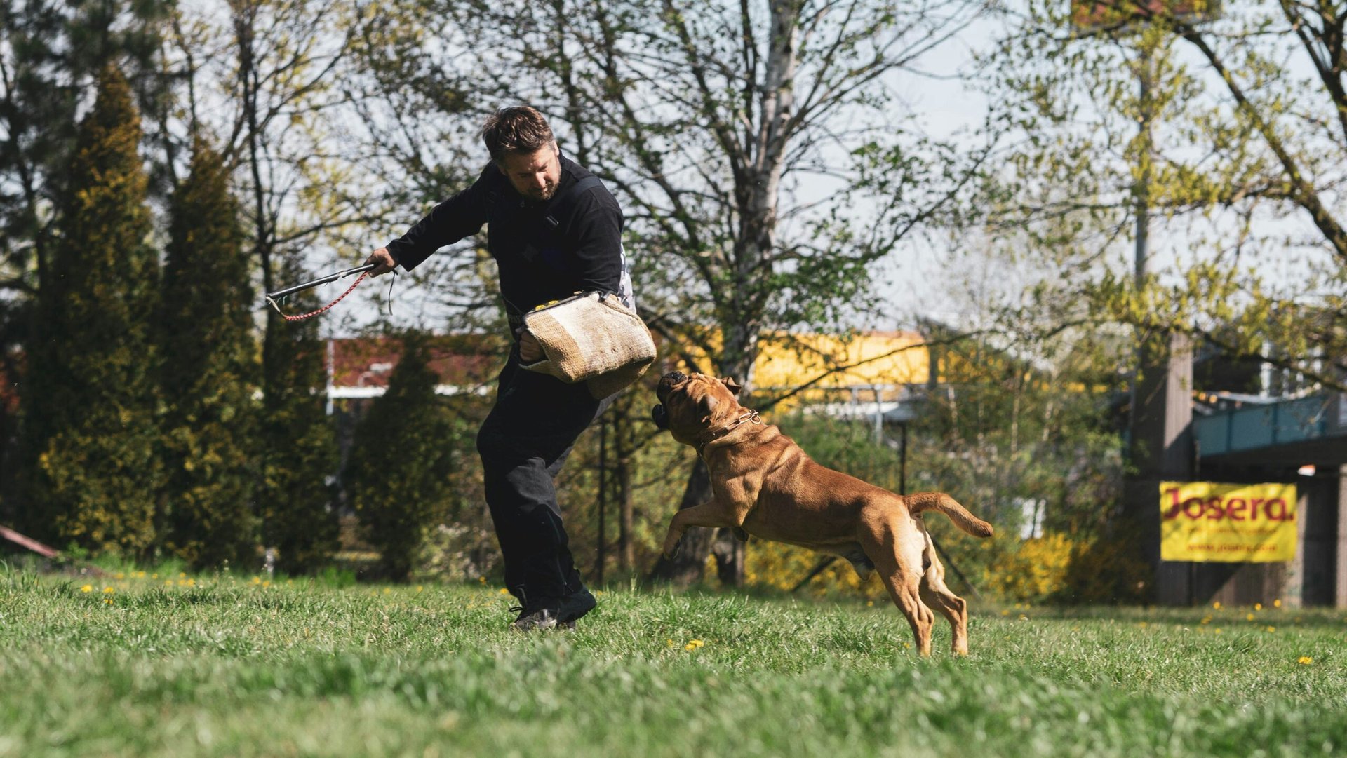 Effektives Haustierverhaltenstraining in Paderborn