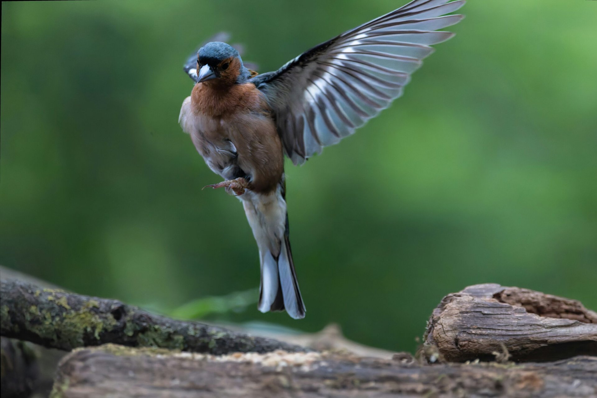 Grundlagen der Vogelbeobachtung in Paderborn