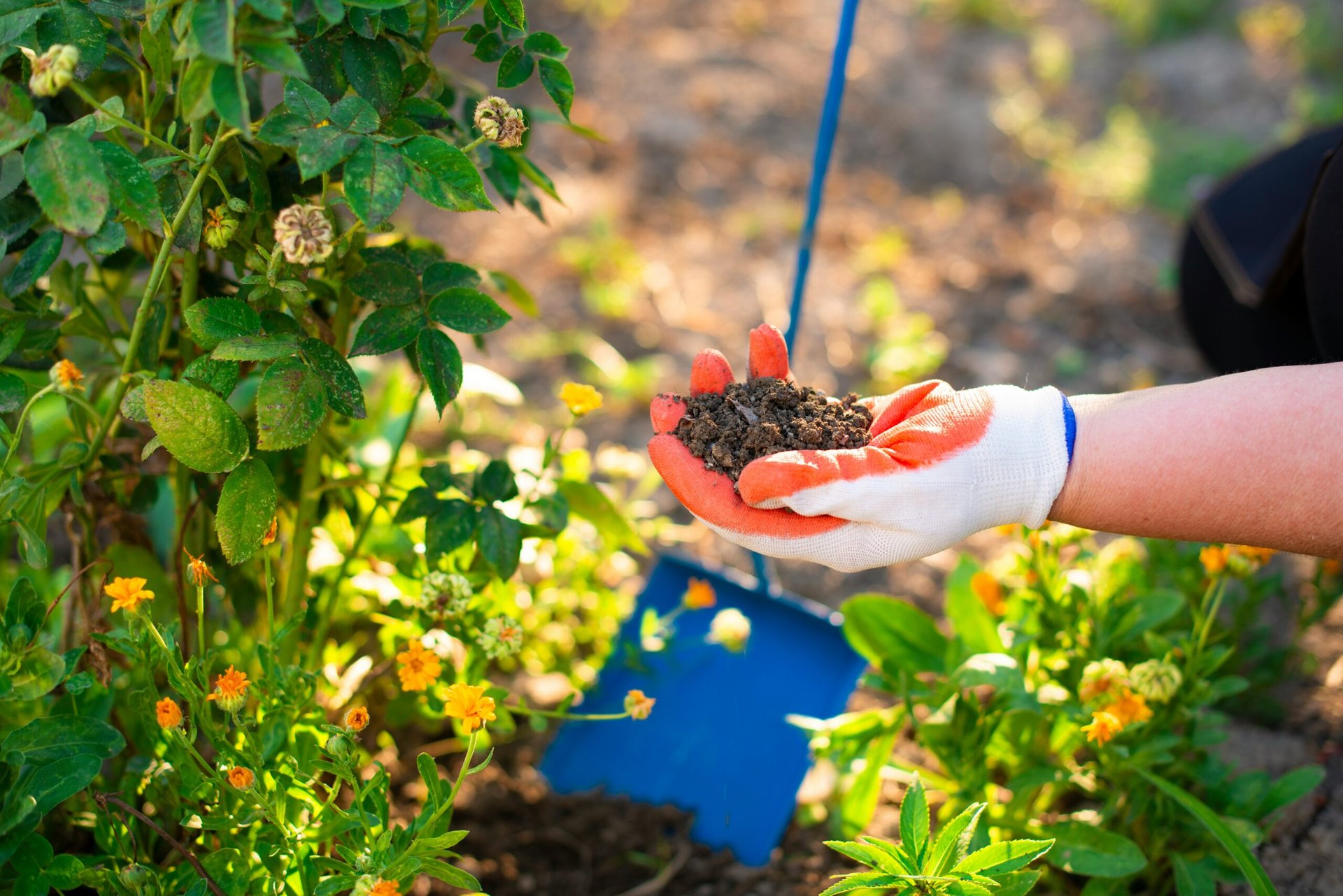 Tipps für chemiefreie Gartenarbeit in Paderborn